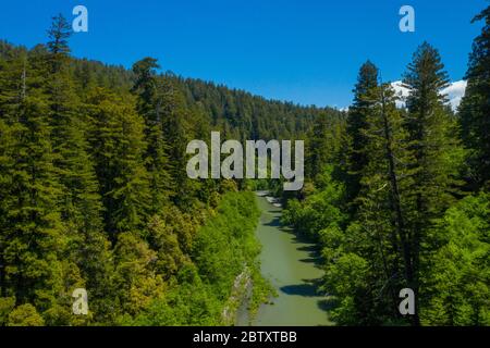 Una foto drone di enormi sequoie della California (sequoie della costa) vicino ad un piccolo fiume in Redwoods, California, Stati Uniti Foto Stock