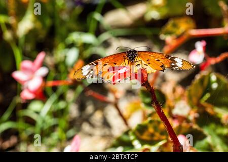 Tigre pianura (Danaus chrysippus) AKA African Monarch Butterfly su un fiore fotografato in Israele, nel mese di agosto Foto Stock