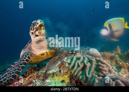 Una tartaruga Hawksbill che riposa sul corallo mangiando una spugna, accanto ad un Angelfish Imperatore, a Nusa Penida, Bali, Indonesia. Foto Stock