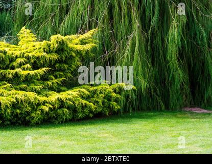 Prato e alberi aggraziati al Royal Horticultaural Society Garden a Rosemoor, Great Torrington, Devon, Inghilterra, UK. Foto Stock