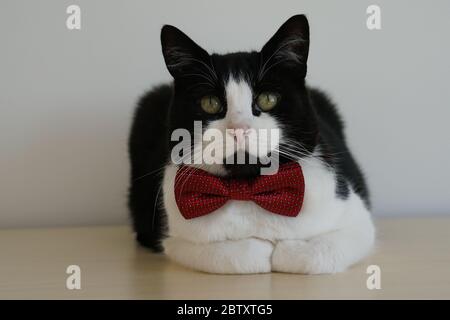 Black & White Cat Models Maroon Bow Tie Foto Stock