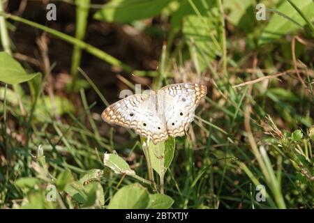 Anartia jatrophae - farfalla bianca di pavone Foto Stock
