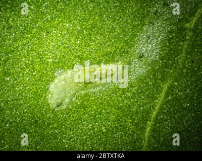 Foglia minatore larva mangiare Lapsana communis foglia dall'interno, il campo visivo orizzontale è di circa 3 mm (obiettivo microscopio 4x) Foto Stock