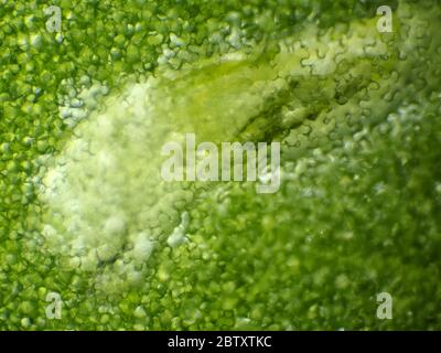 Foglia minatore larva mangiare Lapsana communis foglia dall'interno, il campo visivo orizzontale è di circa 1,2 mm (10x microscopio obiettivo) Foto Stock