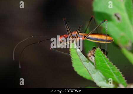 Assassin Bug, famiglia Reduviidae, su foglia, Weda, Halmahera, Indonesia Foto Stock