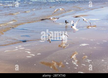 Gregge di gabbiani che volano sopra l'acqua Foto Stock