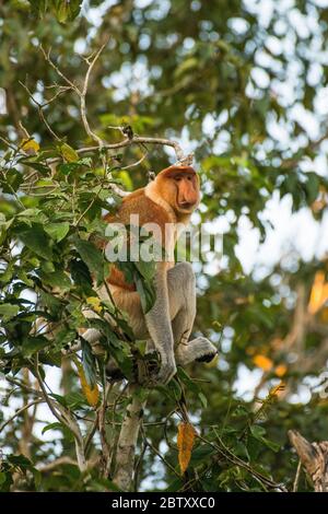 Una scimmia Proboscis adulta e maschile seduta in un albero lungo il fiume Kinabatangan, Sabah, Borneo malese. Foto Stock