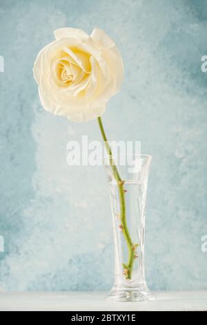 Una rosa gialla in vaso su sfondo blu tenue con spazio per la copia Foto Stock