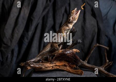 Drago barba su un ramo di albero Foto Stock