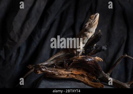 Drago barba su un ramo di albero Foto Stock