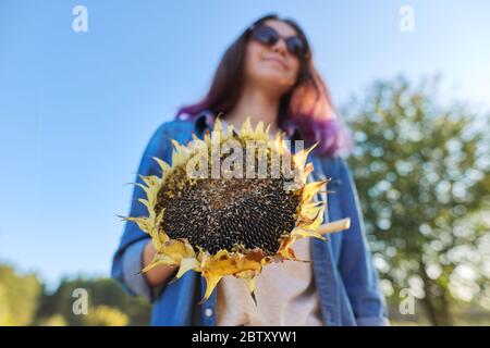 Girasole pianta cerchio maturo con semi neri in mano Foto Stock