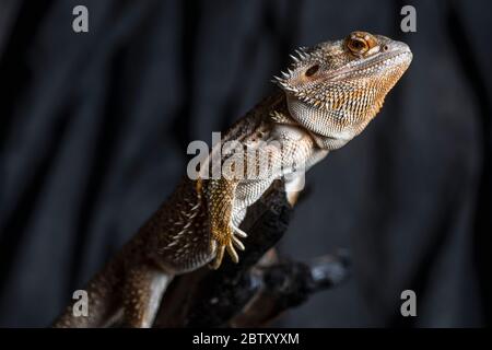 Drago barba su un ramo di albero Foto Stock