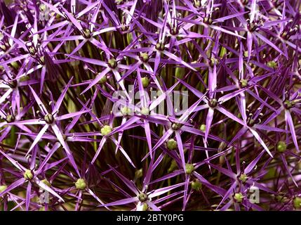Primo piano della testa di fiore di alium Christophii. Foto Stock
