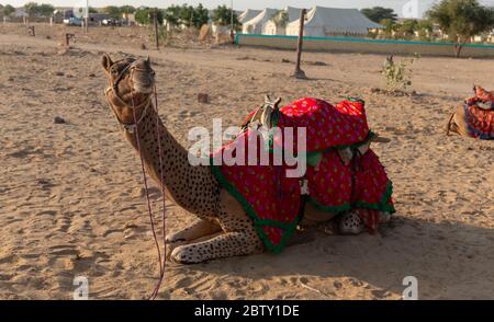 Camel decorato faccia nel deserto di Jaisalmer, Rajasthan Foto Stock