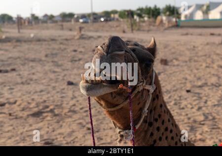 Camel decorato faccia nel deserto di Jaisalmer, Rajasthan Foto Stock