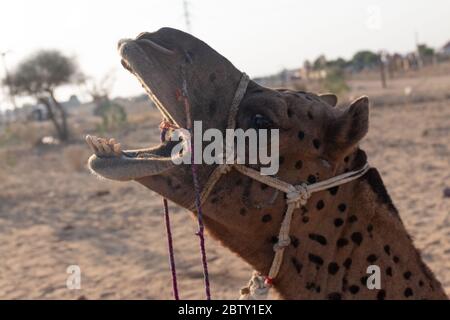 Camel decorato faccia nel deserto di Jaisalmer, Rajasthan Foto Stock