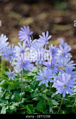 Anemone blanda 'Blue Star' fiore invernale 'Blue Star'. Anemone balcanico, fiore a vento greco o fiore a vento invernale Foto Stock
