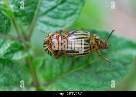 Colorado potato beetles accoppiamento, Leptinotarsa decemlinata, primo piano Foto Stock