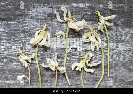 Un sacco di tulipani bianchi appassiti a secco sorprendente sulla vecchia superficie di banco di legno graffiato logoro. Vista dall'alto, primo piano Foto Stock