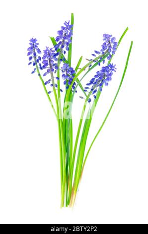 Infiorescenze blu e bulbi Muscari su sfondo bianco. Studio foto Foto Stock