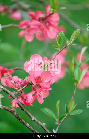 Chenomeles Superba "Pink Lady". Mela cotogna giapponese "Rosa Lady", mela cotogna fiorente Foto Stock