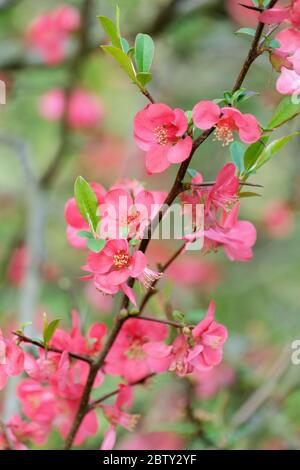 Chenomeles Superba "Pink Lady". Mela cotogna giapponese "Rosa Lady", mela cotogna fiorente Foto Stock