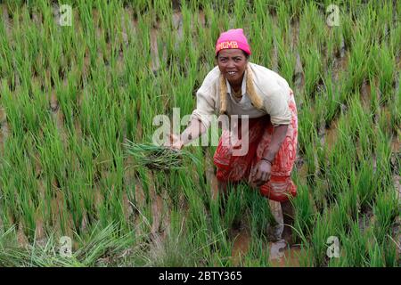 Agricoltore al lavoro nel risaie campo, Madagascar, Africa Foto Stock