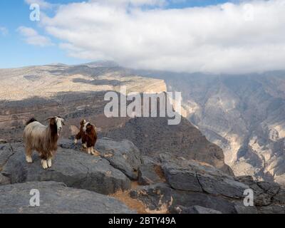 Capre su Jebel Shams, la montagna più alta della catena Hajar, Sultanato dell'Oman, Medio Oriente Foto Stock