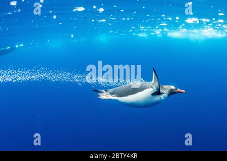 Pinguini Gentoo (Pigoschelis papua), sott'acqua in acque cristalline a Lindblad Cove, Trinity Peninsula, Antartide, regioni polari Foto Stock