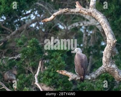 Aquila di pesce a testa grigia (Haliaeetus ichthyaetus), arroccata su un albero, Wilpattu National Park, Sri Lanka, Asia Foto Stock