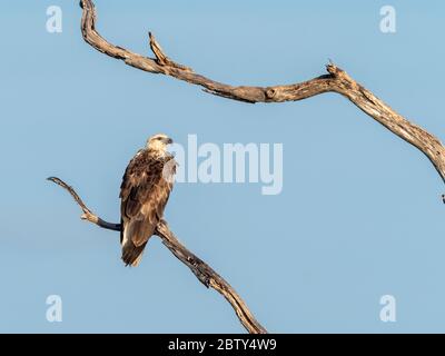 Un'aquila di mare dalle bellette bianche (Haliaetus leucogaster), arroccata nel Parco Nazionale di Yala, Sri Lanka, Asia Foto Stock