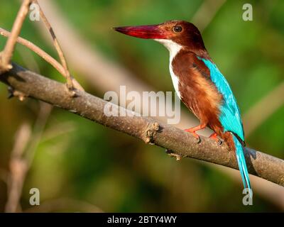 Un kingfisher adulto dalle gole bianche (Halcyon smyrnensis), sul fiume Nilwala, Sri Lanka, Asia Foto Stock