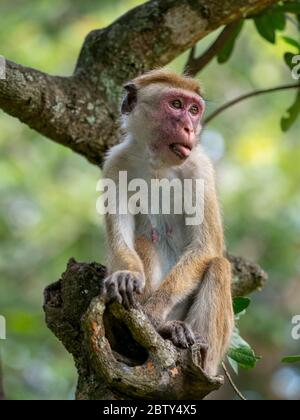 Un macaco di Toque adulto (Macaca sinica), Parco Nazionale di Yala, Sri Lanka, Asia Foto Stock