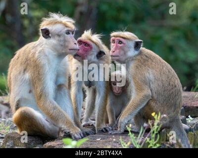 Una truppa di macaque (Macaca sinica) a Polonnaruwa, Sri Lanka, Asia Foto Stock
