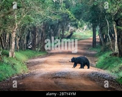 Un orso bruno adulto (Melursus ursinus) che attraversa la strada nel Parco Nazionale di Wilpattu, Sri Lanka, Asia Foto Stock