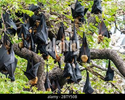 Volpi volanti indiane (Pteropus medius) adulte durante il giorno vicino al Parco Nazionale di Yala, Sri Lanka, Asia Foto Stock