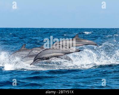 Delfini da spiatore adulti (Stenella longirostris), salendo nelle acque al largo della penisola di Kalpitiya, Sri Lanka, Asia Foto Stock