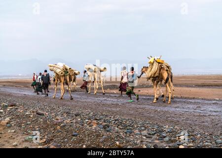 Cammelli carovan in marcia per le miniere di sale, Dallol, Danakil depressione, Afar Regione, Etiopia, Africa Foto Stock