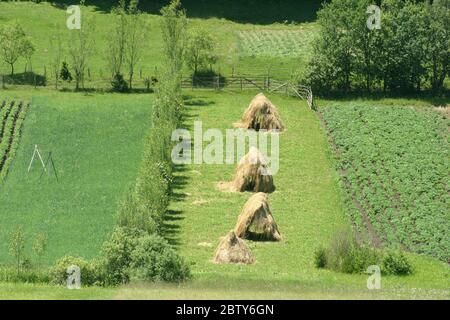 Contea di Covasna, Romania. Pacchi con fienili e colture in estate. Foto Stock