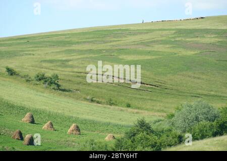 Paesaggio estivo nella contea di Covasna, Romania. Gregge di pecore in cima ad una collina. Pile di fieno in primo piano. Foto Stock