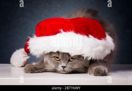 Cute British longhair Cat, cappello di santa, concetto di battesimo Foto Stock