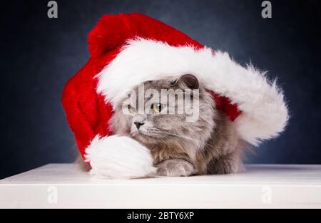 Cute British longhair Cat, cappello di santa, concetto di battesimo Foto Stock