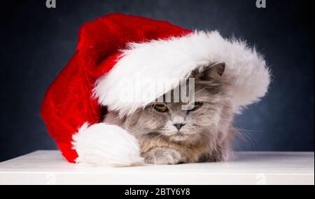 Cute British longhair Cat, cappello di santa, concetto di battesimo Foto Stock