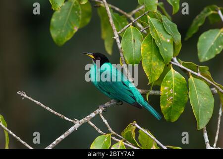 Un superriduttore verde Honeysuperriduttore (Chlorophanes spiza) maschio dalla foresta pluviale atlantica del Brasile se Foto Stock