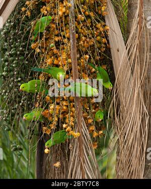 Un gruppo di parrocchetti pianeti (Brotogeris tirica) dalla foresta pluviale atlantica di se Brasile feedin sui frutti del Jerivá (Syagrus romanzoffiana) Foto Stock