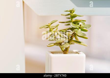 Pianta succulenta. Fiore pianta in vaso Foto Stock