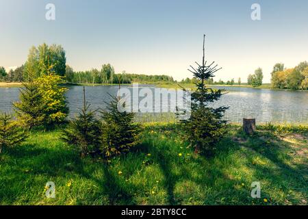 Giovani alberi di Natale crescono sul lago in primavera Foto Stock