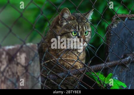 Un gatto senzatetto si siede dietro una recinzione e guarda con occhi verdi luminosi su uno sfondo scuro. Messa a fuoco selettiva Foto Stock