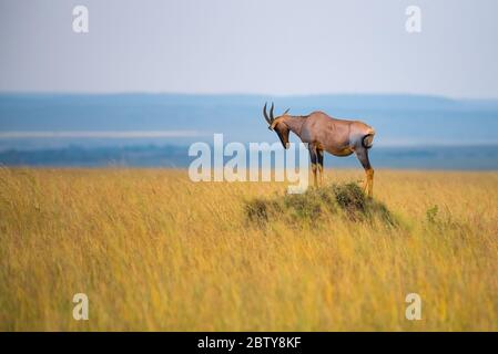 Topi Sul Tumulo Di Termite, Mara National Reserve, Kenya. Foto Stock