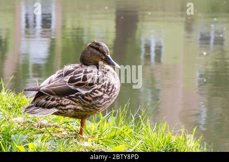 Femmina gallina d'anatra di mallard Anas platyrhynchos in piedi su una gamba in erba vicino al lago con il riflesso di costruzione, Sopron, Ungheria Foto Stock